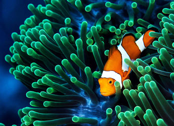 Close-up of fish swimming in sea