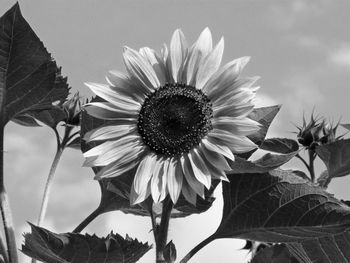 Close-up of sunflower against sky