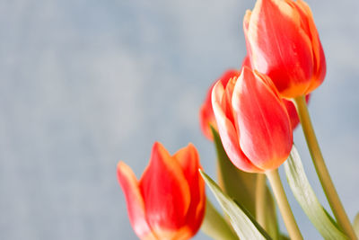 Bouquet of orange tulips flowers on blue background with copy space.