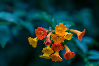 Close-up of yellow flowering plant