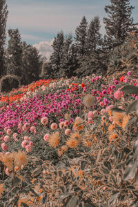 Close-up of pink flowering plants on field