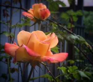 Close-up of red rose