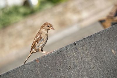 Close-up of bird perching on wall