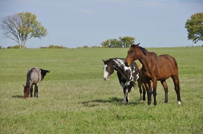 pasture