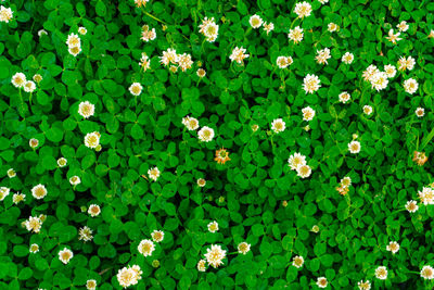 Full frame shot of flowering plants