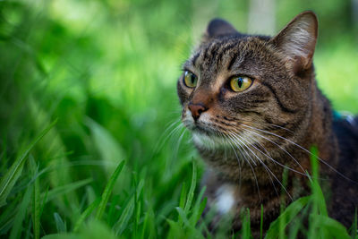 Close-up of cat