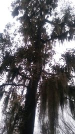 Low angle view of trees against sky