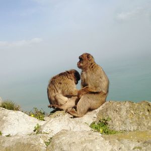 Monkey sitting on rock against sky