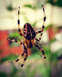 Close-up of spider on web