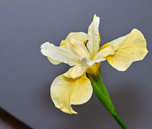 Close-up of wilted flower against white background