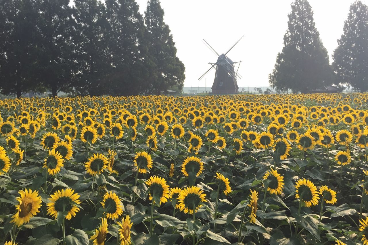 flower, yellow, freshness, growth, beauty in nature, rural scene, fragility, field, plant, nature, agriculture, sky, sunflower, blooming, tree, built structure, in bloom, farm, building exterior, day