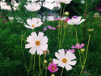 Close-up of pink flowers blooming in field