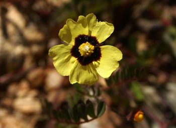 Close-up of yellow flower