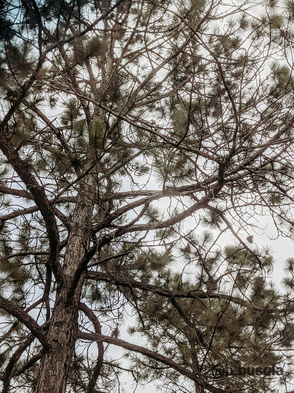 LOW ANGLE VIEW OF BARE TREES AGAINST SKY