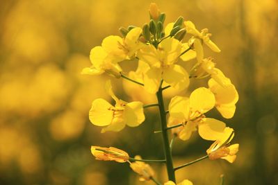 Close-up of yellow flowering plant