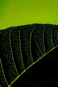 Macro shot of green leaves