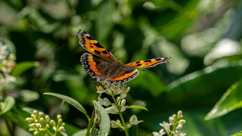 Close-up of butterfly pollinating on flower