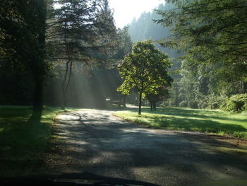 Trees on road against sky