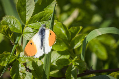 Close-up of butterfly on plant