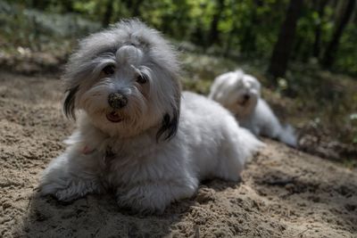 Two small, fluffy dogs of the coton de tulear breed