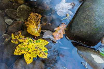 High angle view of leaves on rock by sea