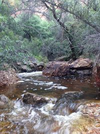 River flowing through forest