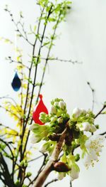 Low angle view of flower tree against sky