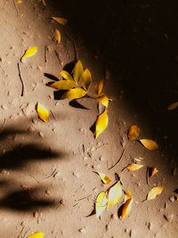 Autumnal leaves on ground