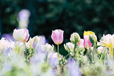 Close-up of pink flowers