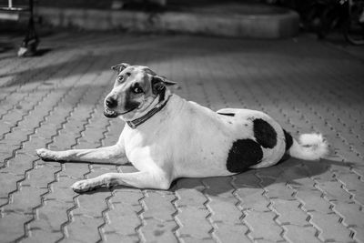 Dog sitting on footpath