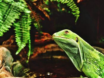 Close-up of lizard