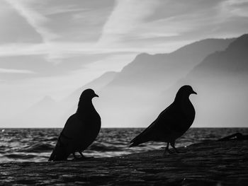 Silhouette bird perching on a sea