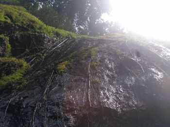 Scenic view of forest against sky