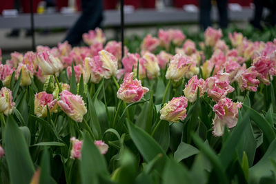 Close-up of pink flowering plants