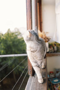 Portrait of a beautiful cat. cute cat portrait. happy pet.