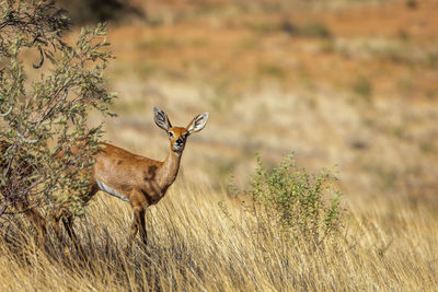 Steenbok female standing under bush shadow in kruger national park, south africa 