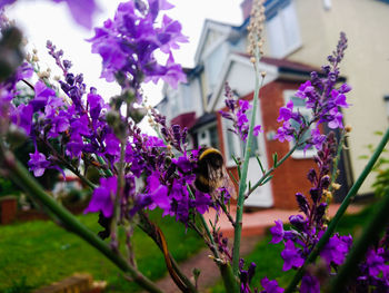 Close-up of bee on purple flowers