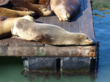 High angle view of an animal sleeping on pier at lake
