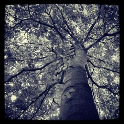 Low angle view of trees