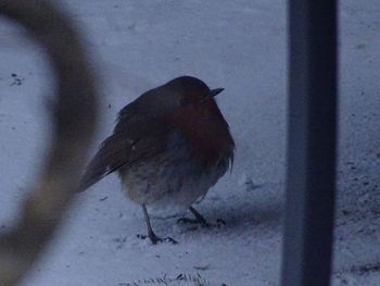 Close-up of bird perching outdoors