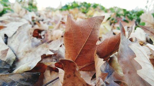 Close-up of maple leaves during autumn