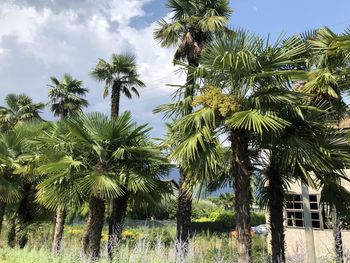 Low angle view of palm trees against sky