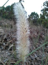 Close-up of plant growing on field