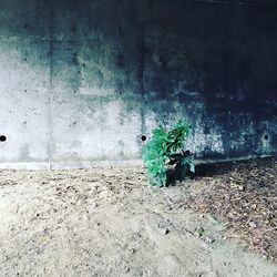 Abandoned horse cart on wall