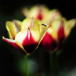 Close-up of insect on pink flower