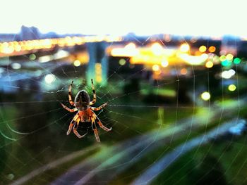 Close-up of spider on web