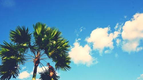 Low angle view of palm trees against blue sky