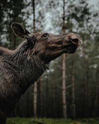 Moose in a forest