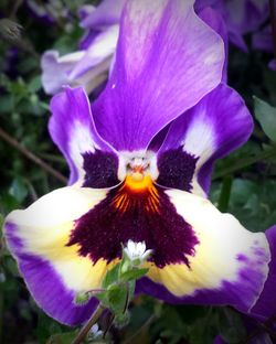 Close-up of purple flower