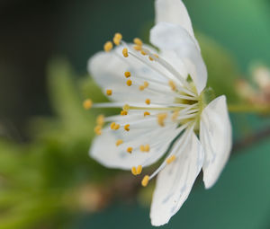 Close-up of white flowering plant